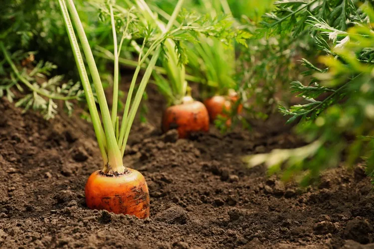 what vegetables to plant in april carrots