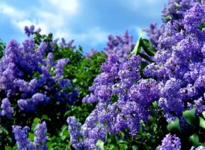 when and how to fertilize lilacs how to take care of lilacs