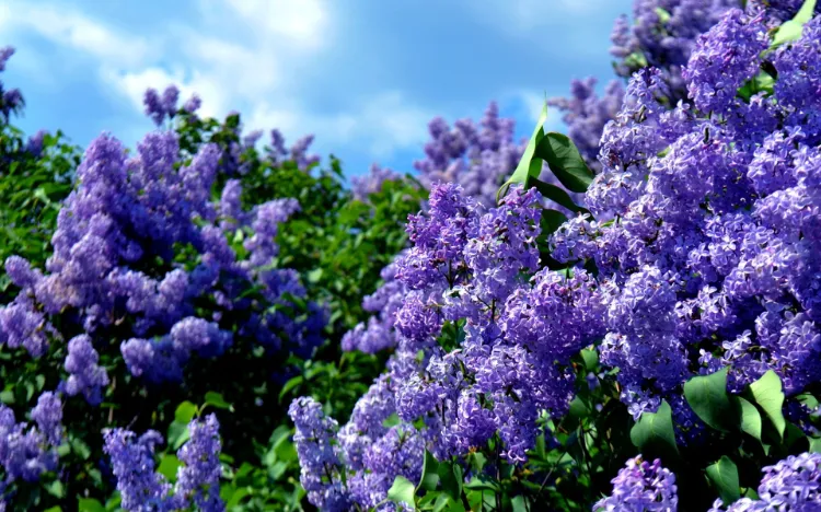 when and how to fertilize lilacs how to take care of lilacs