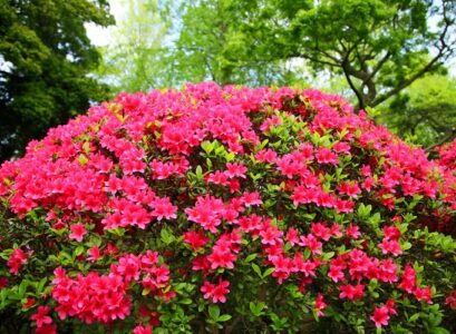 when to fertilize azaleas in georgia garden ideas plants