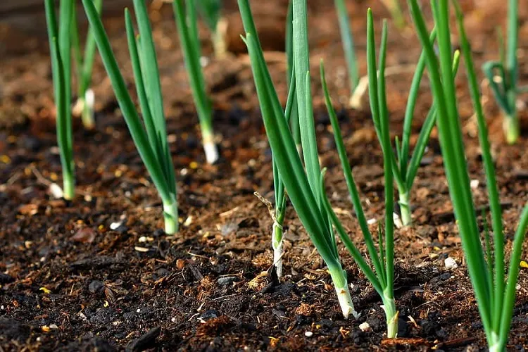 when to grow spring onions successfully