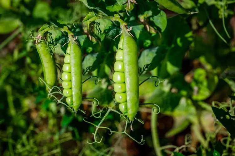 when to plant peas