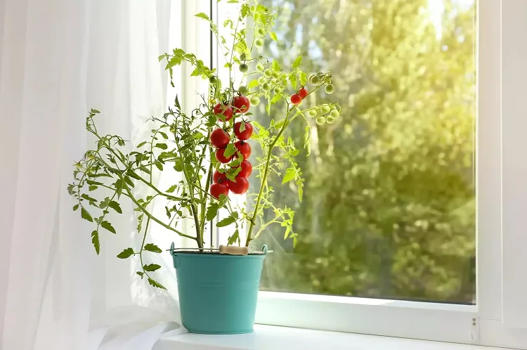 windowsill tomato plant seeds growth
