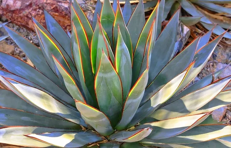 agave azul plant different agave plants