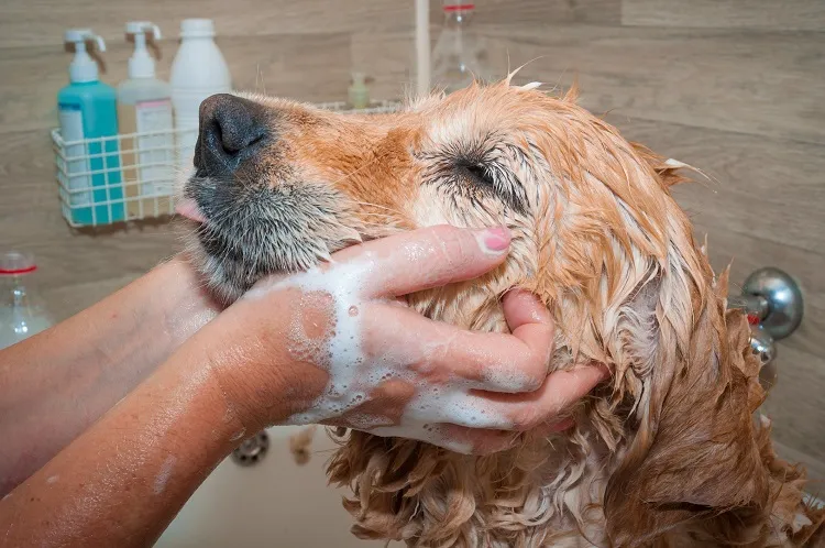 does vinegar kill ticks a bath for the dog fur with a comb