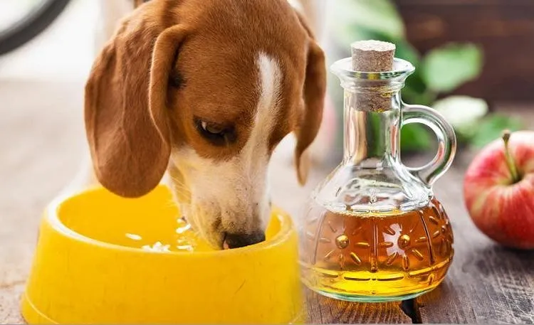 does vinegar kill ticks a dog drinking water vinegar solution