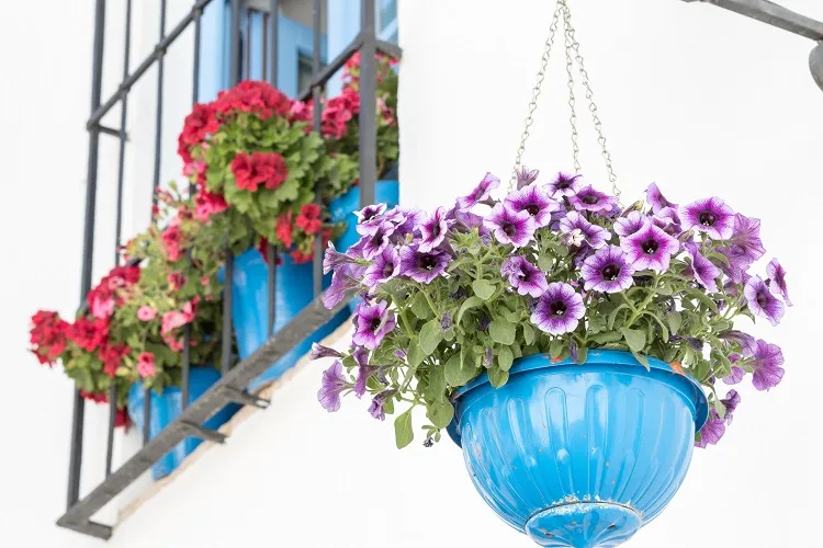 drought tolerant balcony plants petunias they tolerate hot weather