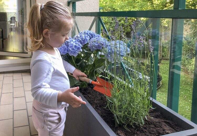 Drought Tolerant Balcony Plants they need a scarce care