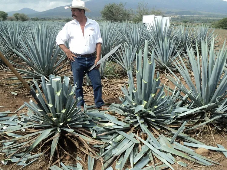 how is tequila made from agave agave flower edible