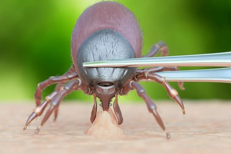 how quickly do you need to treat a tick bite