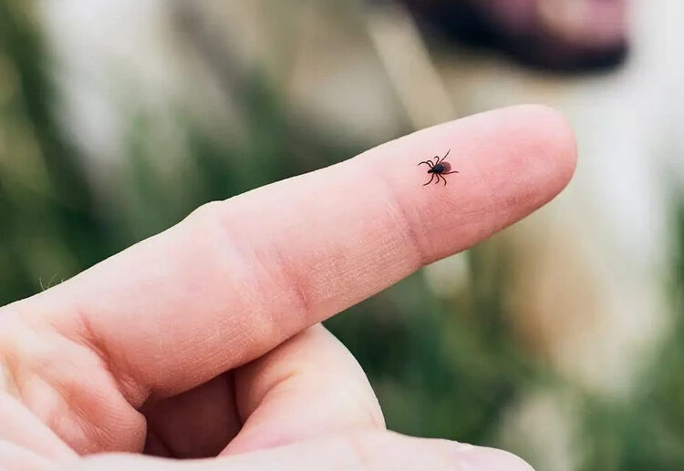 tick bite treatment first aid home remedies care instructions