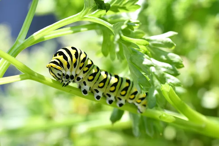 a green yellow and black black swallowtail caterpillar what plants attract butterflies to lay eggs