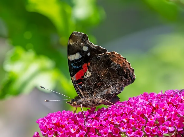 admiral butterfly what plants attract butterflies and hummingbirds