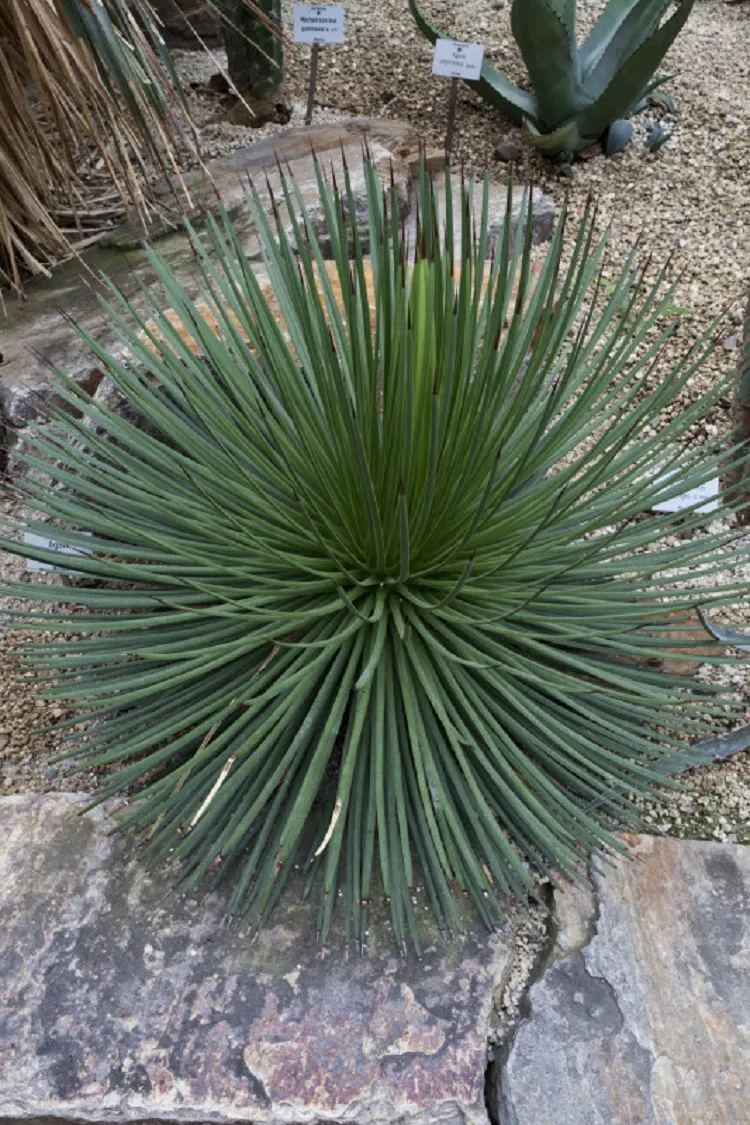 agave bush agave flower spike