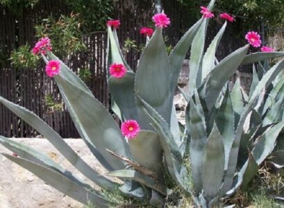 agave flower spike agave azul plant