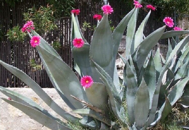 agave flower spike agave azul plant