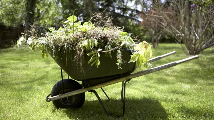 baking soda kills weeds does soda bicarbonate kill weeds how to repel dangerous insects properly how to protect your plants