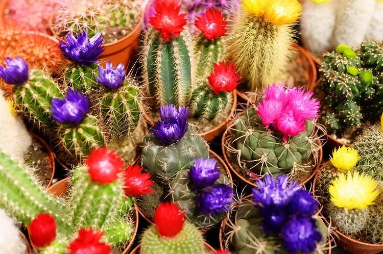 best drought tolerant plants for hanging baskets seculents and cacti