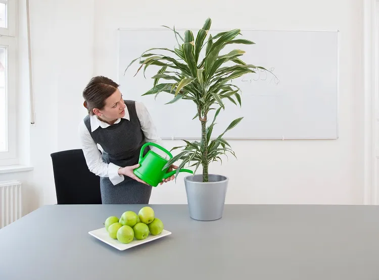 best large plants for the office give joy (1)