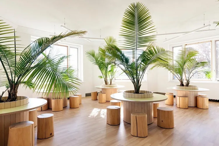 best large plants for the office palms (1)