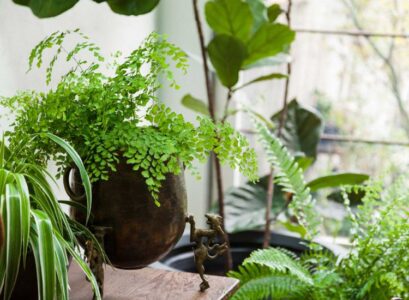 best mosquito repellent for yard best mosquito repellent for skin natural plants