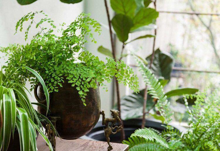 best mosquito repellent for yard best mosquito repellent for skin natural plants