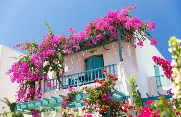 best-plants-for-sunny-balcony-they-need-a-full-sun-Bougainvillea