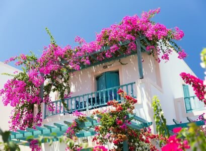 best-plants-for-sunny-balcony-they-need-a-full-sun-Bougainvillea