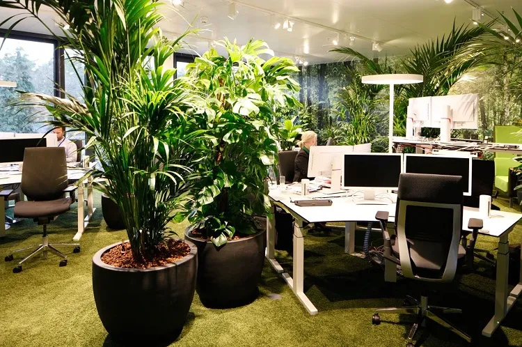 best plants for the office low maintenance plants