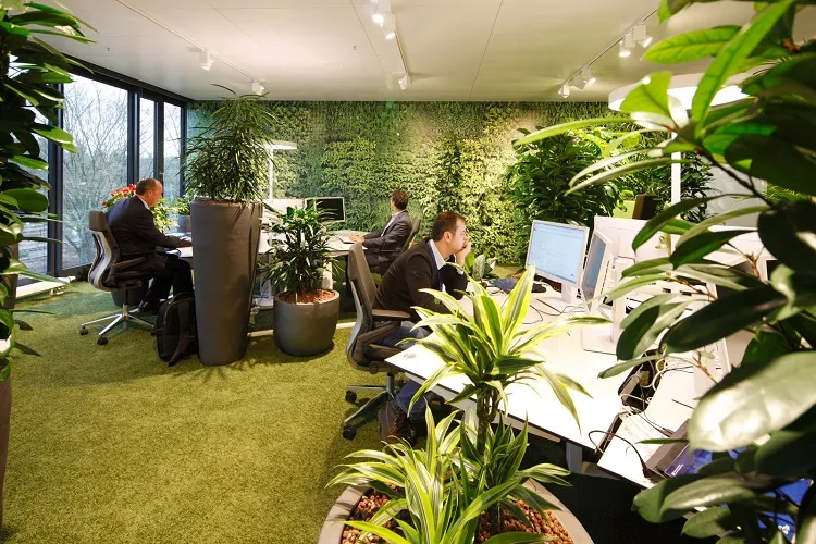 best plants for the office with low light