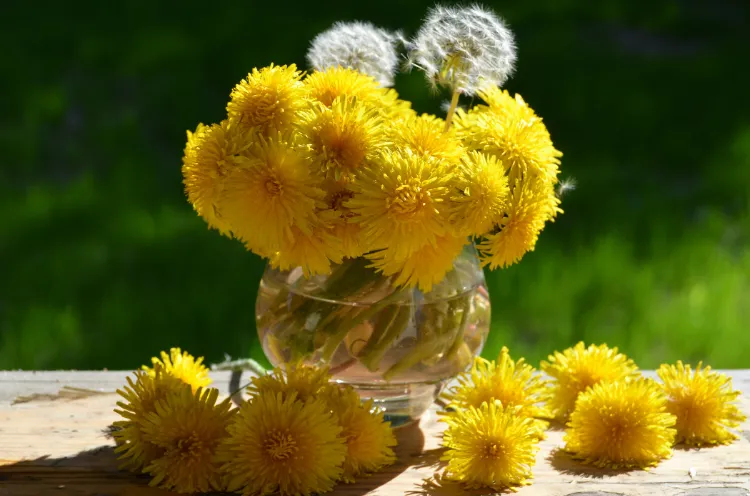 best time of the year to kill dandelions in lawns how do you kills weeds in your garden does boiling water can eliminate weeds in your backyard