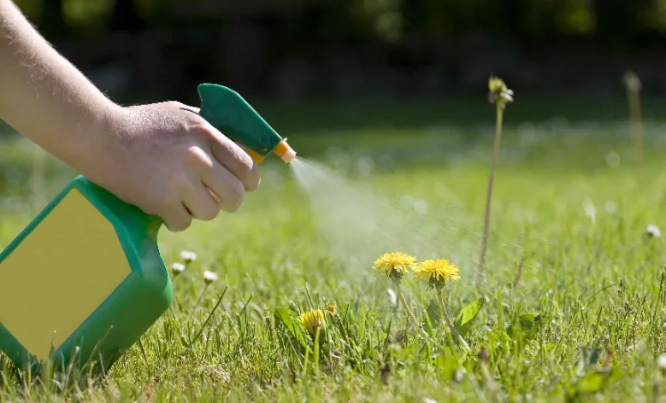 best time season spring to kill dandelions in lawns how do you kills weeds in your garden does boiling water can eliminate weeds in your backyard