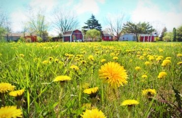 best time to kill dandelions in lawns how do you kills weeds in your garden does boiling water can eliminate weeds in your backyard