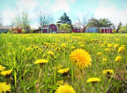 best time to kill dandelions in lawns how do you kills weeds in your garden does boiling water can eliminate weeds in your backyard