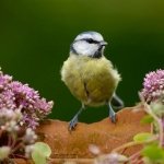 bird friendly plants for your garden tips