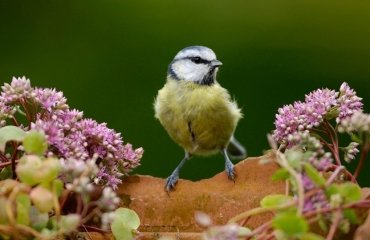 bird friendly plants for your garden tips