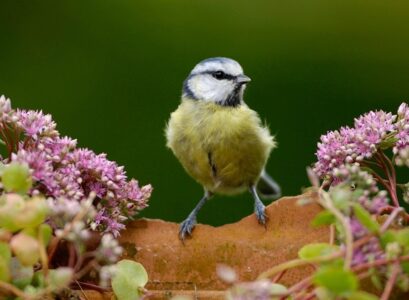 bird friendly plants for your garden tips