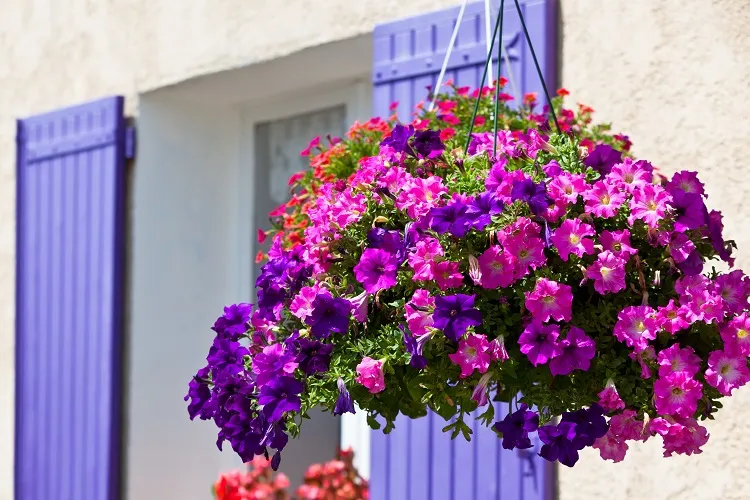 bright petunia what to grow on a sunny balcony