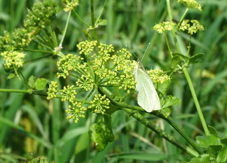 cabbage white butterfly what plants attract butterflies to lay eggs