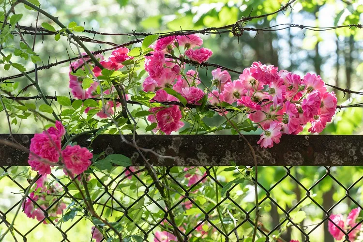 climbing pink roses what is the best plant to deter mosquitoes