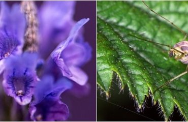 climbing plants that repel mosquitoes lavender with strong scent