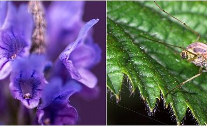 climbing plants that repel mosquitoes lavender with strong scent