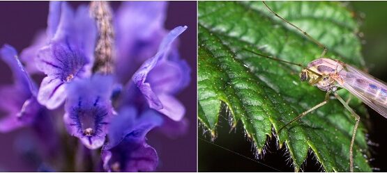 climbing plants that repel mosquitoes lavender with strong scent