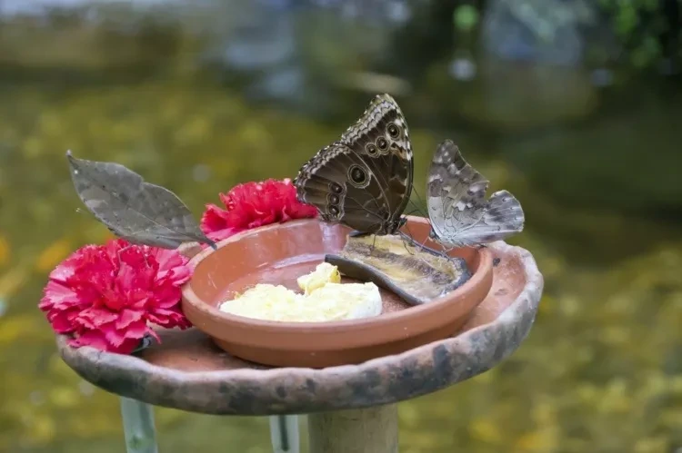 dcoration de jardin extrieur mangeoire pour papillons diy 14.jpg