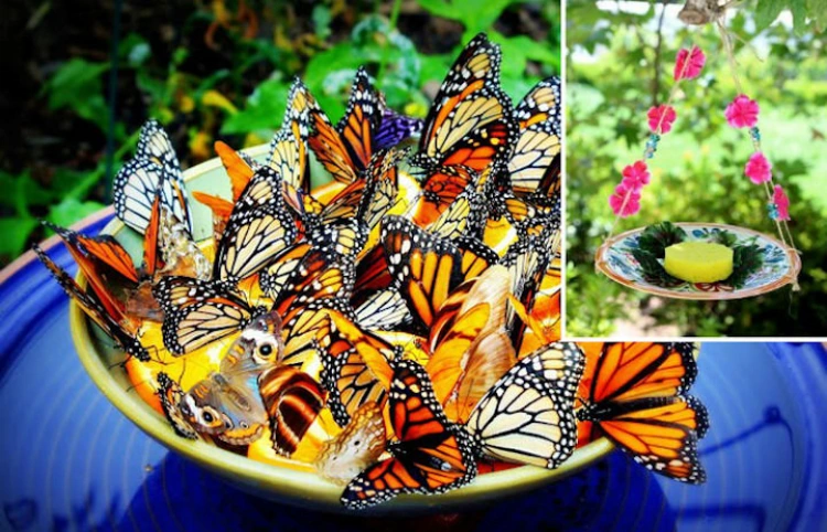 decorative plate that attracts butterflies