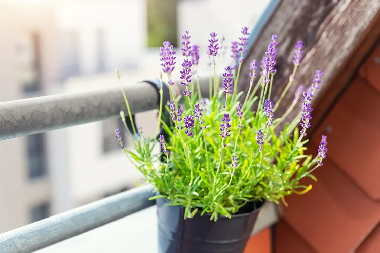 drought resistant balcony plants lavender is loved for its violet color