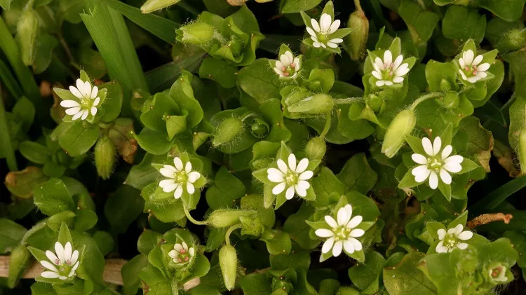 edible weeds good for mood and against stress