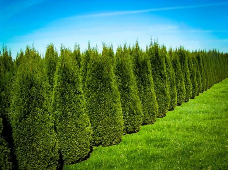 emerald green arborvitae leyland cypress types of cedar for your garden silver maple eastern red cedar hybrid poplar