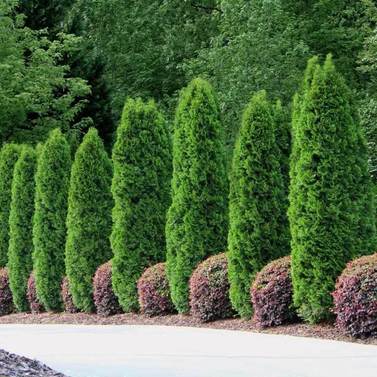 evergreen tree for privacy evergreen trees for privacy purposes fast growing evergreen trees best trees for your yard