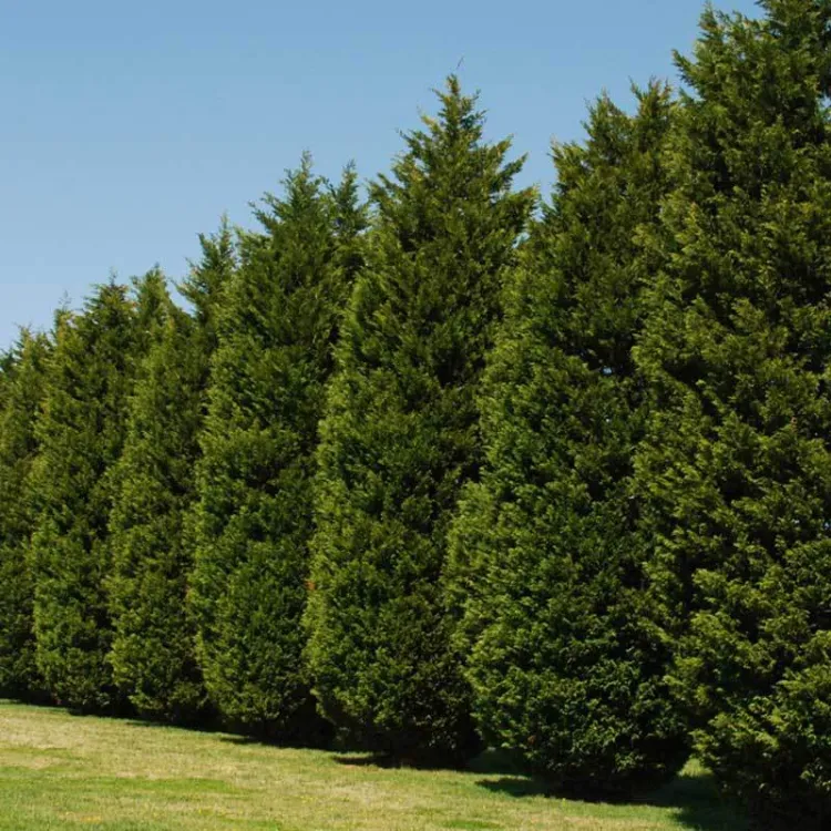 evergreen tree for privacy leyalnd cypress evergreen trees for privacy purposes fast growing evergreen trees best trees for your yard